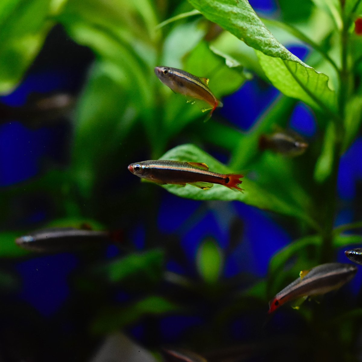 Can you keep White Cloud Mountain Minnows in Tropical Aquariums?
