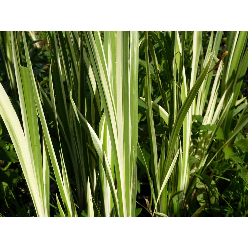Acorus Calamus Variegatus 1 litre and 3 litre Live Plant