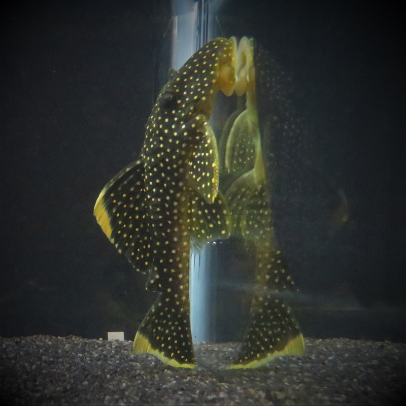 L081 Queen Gold Nugget Pleco