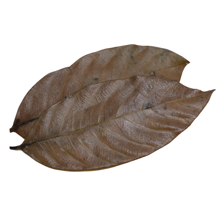 Natural Jackfruit Leaves x20