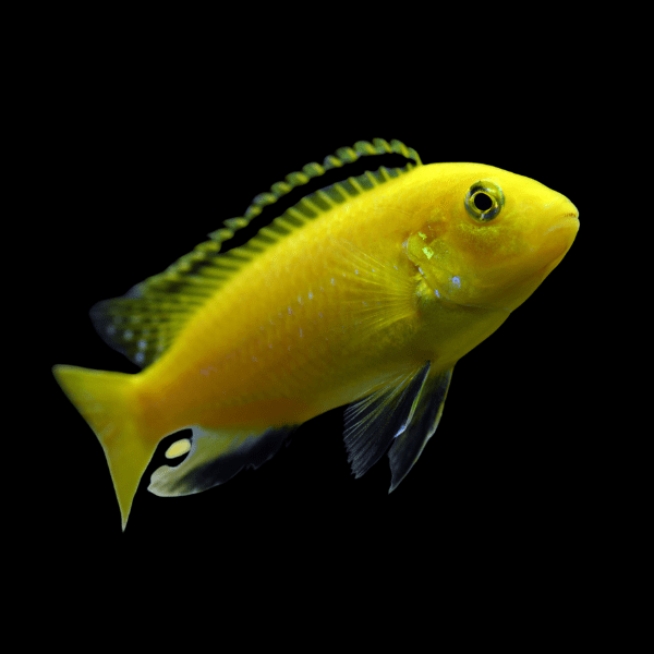 Labidochromis Caeruleus Yellow Malawi African Cichlid Small 2 Inches - Real Aquatics