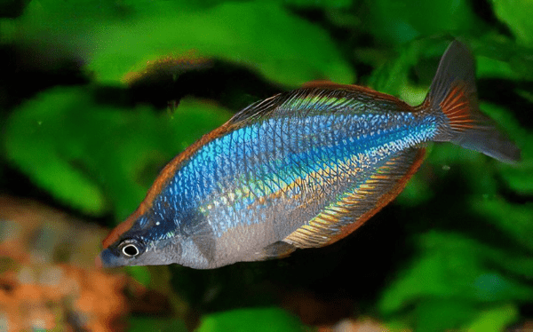 Gidomen Rainbow Fish Melanotaenia Gidomen 5cm - Real Aquatics