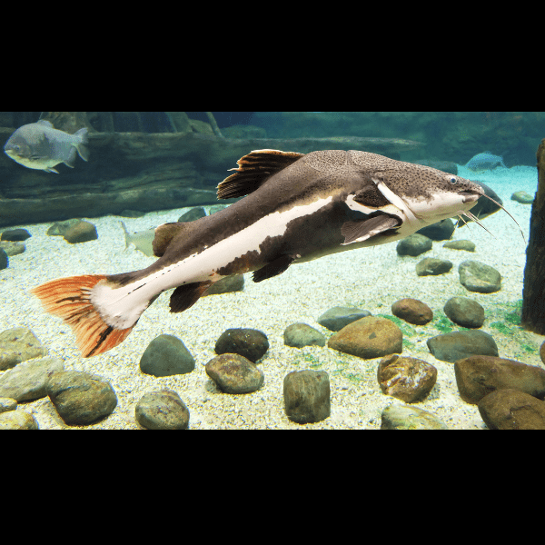 Red Tail Catfish Phractocephalus Hemioliopterus 5cm - Real Aquatics