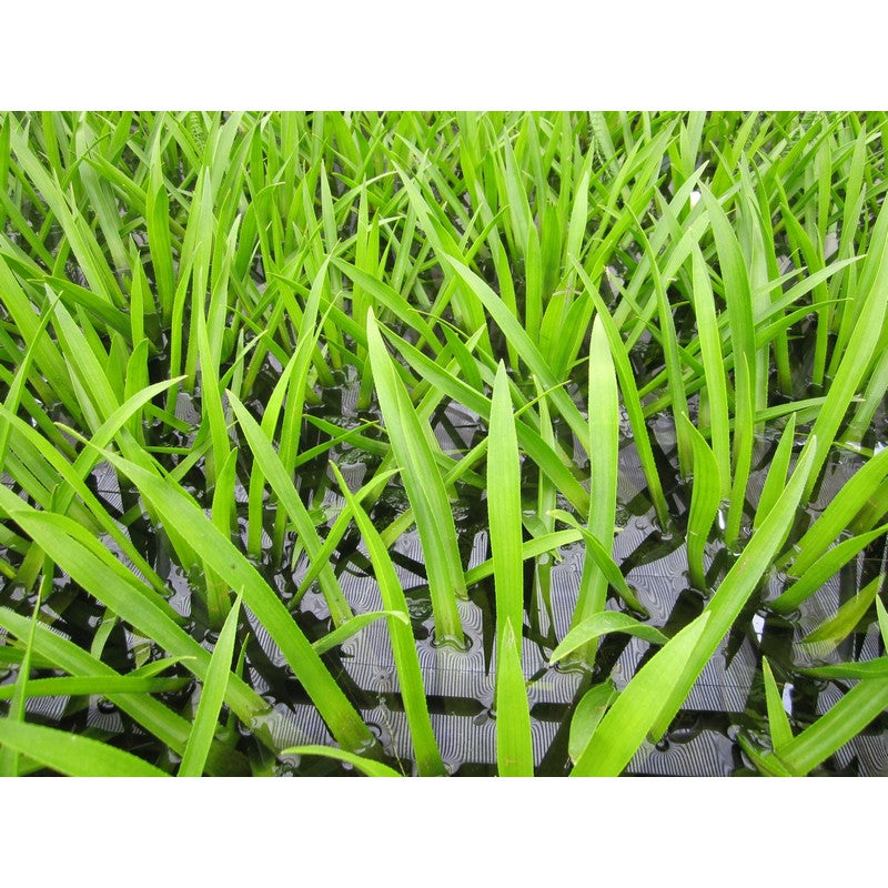 Water Soldier Stratiotes Aloides Live Plant