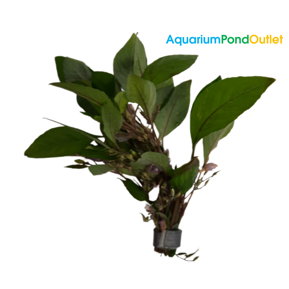 Hygrophila Corymbosa Live Plant Bunched