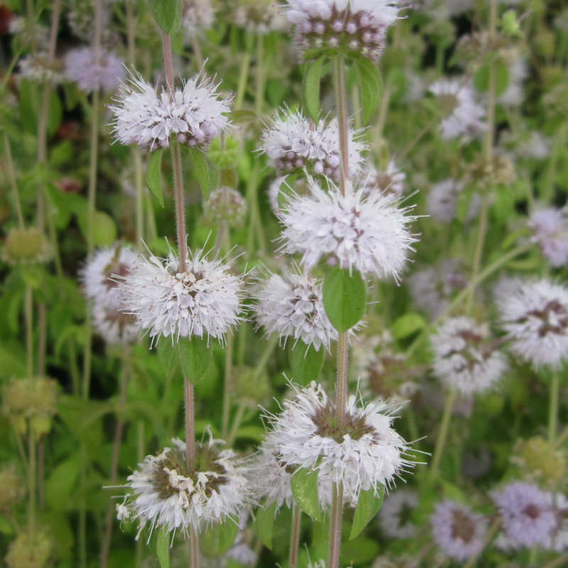 Mentha Pulegium Pennyroyal