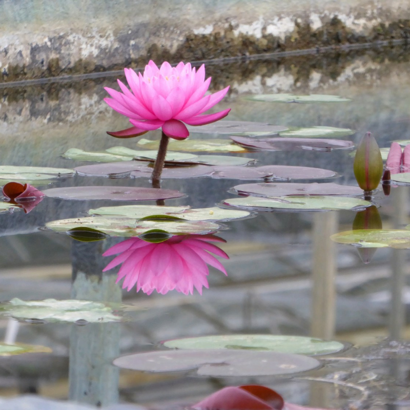 Nymphaea Mayla Water Lily