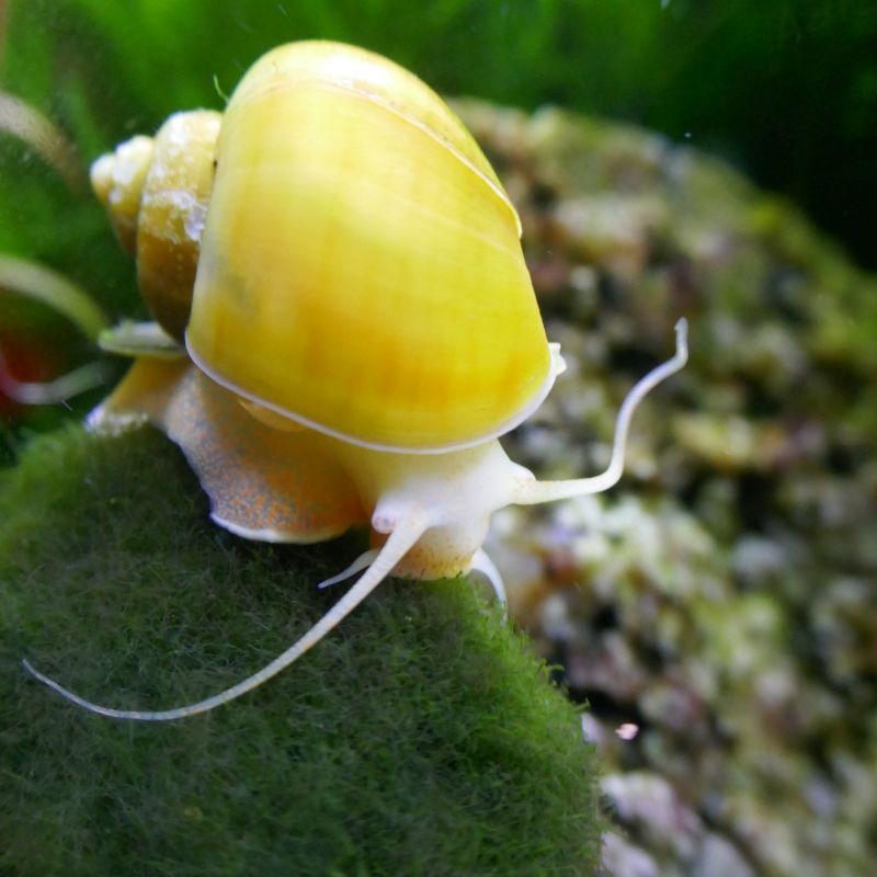 Golden Apple Snail Pomecaii