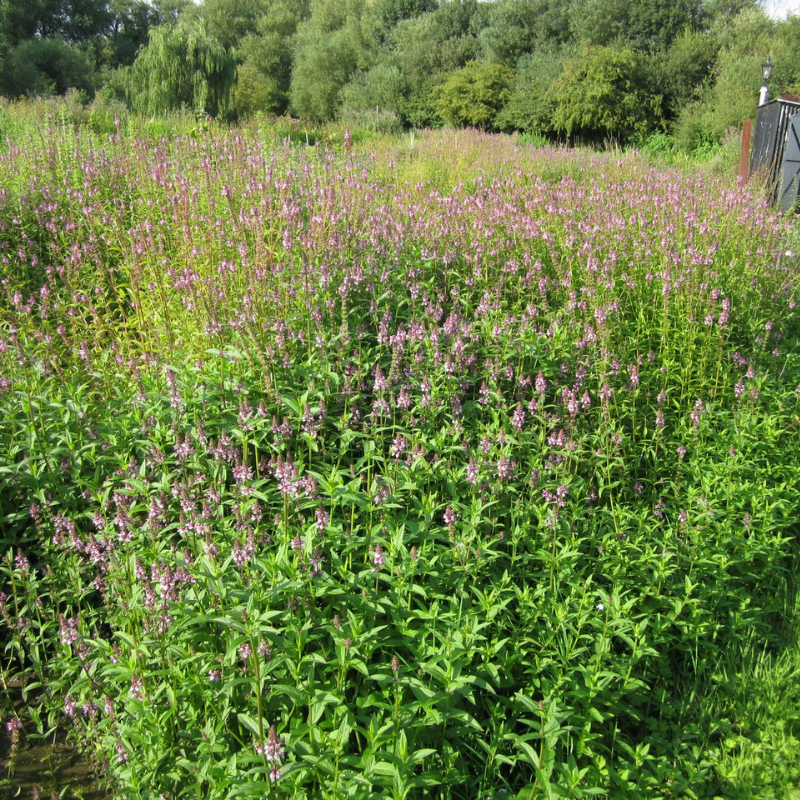 Stachys Palustris Marsh Woundwort