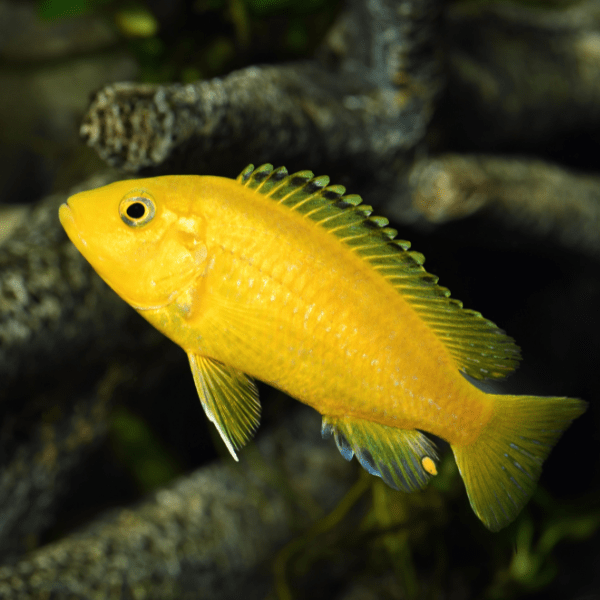 Labidochromis Caeruleus Yellow Malawi African Cichlid Small 2 Inches - Real Aquatics