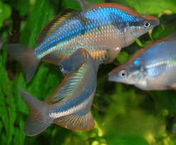 Gidomen Rainbow Fish Melanotaenia Gidomen 5cm - Real Aquatics
