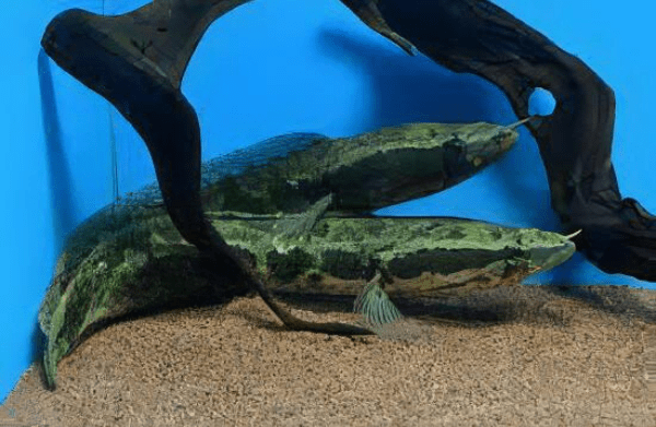 African Obscure Snakehead Parachanna Obscura
