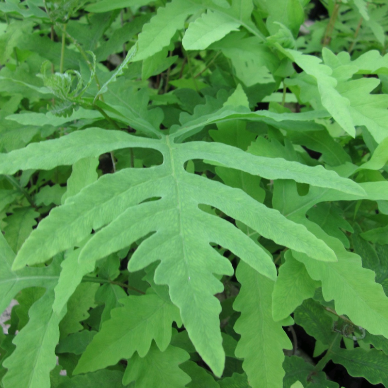 Onoclea Sensibilis Sensitive Fern