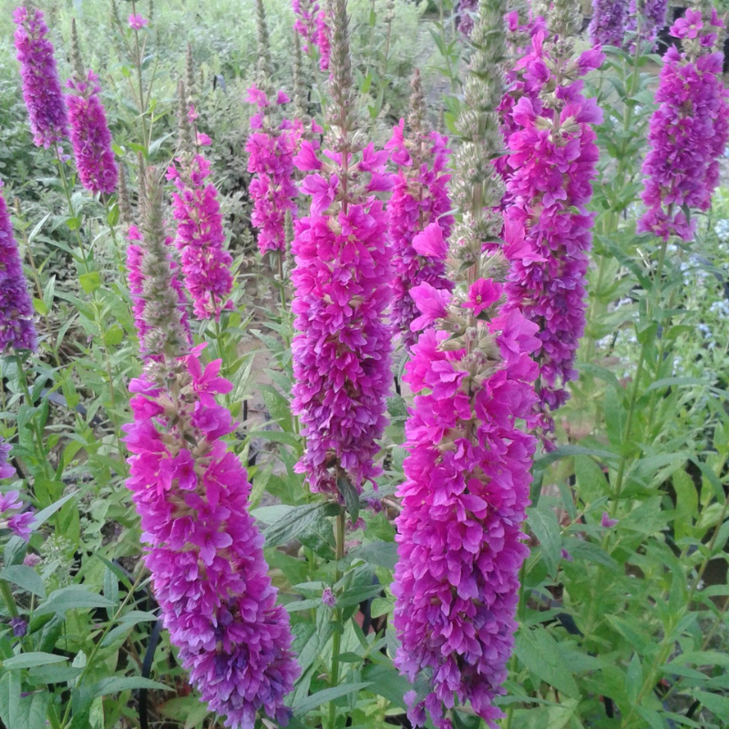 Lythrum Salicaria Robert Loosestrife