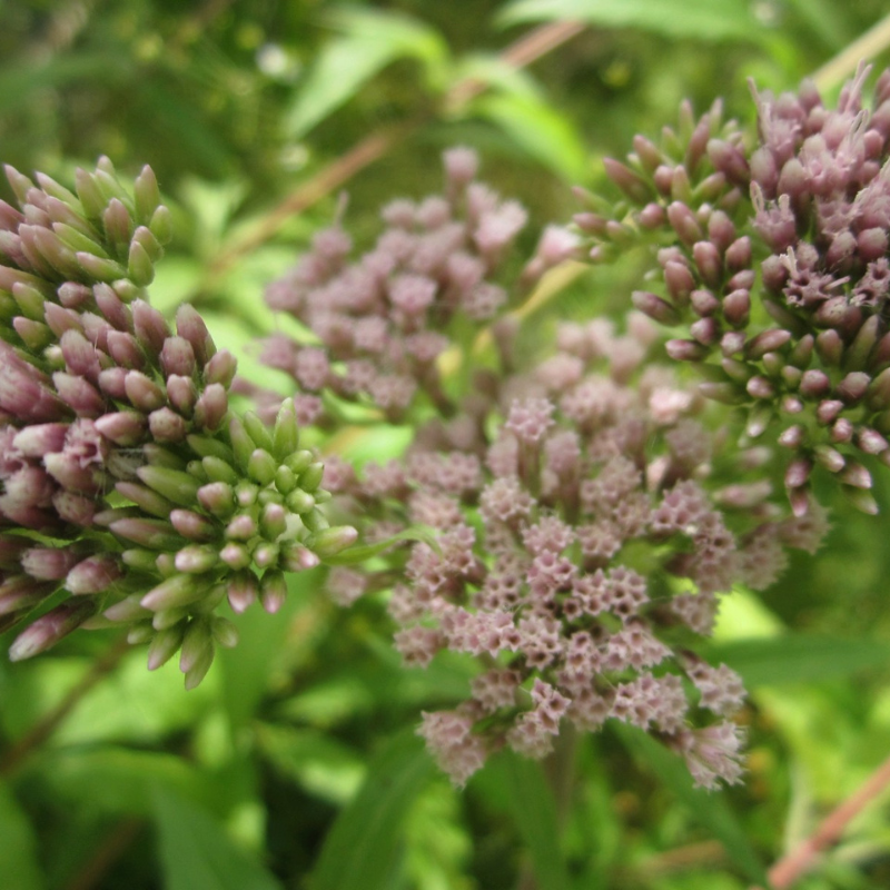 Eupatorium Cannabinum Hemp Agrimony