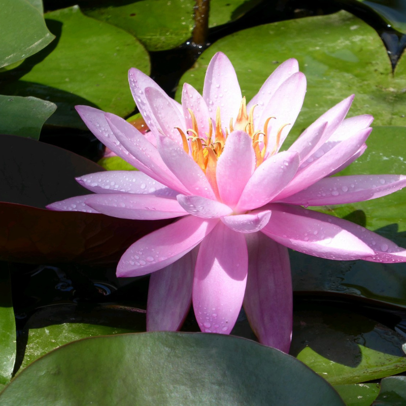 Nymphaea Mayla Water Lily