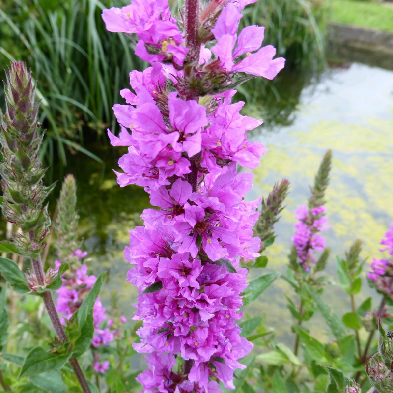 Lythrum Salicaria Purple Loosestrife 9cm Pond Plant