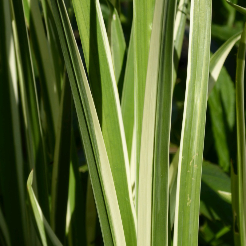 Acorus Calamus Variegatus Variegated Sweet Flag