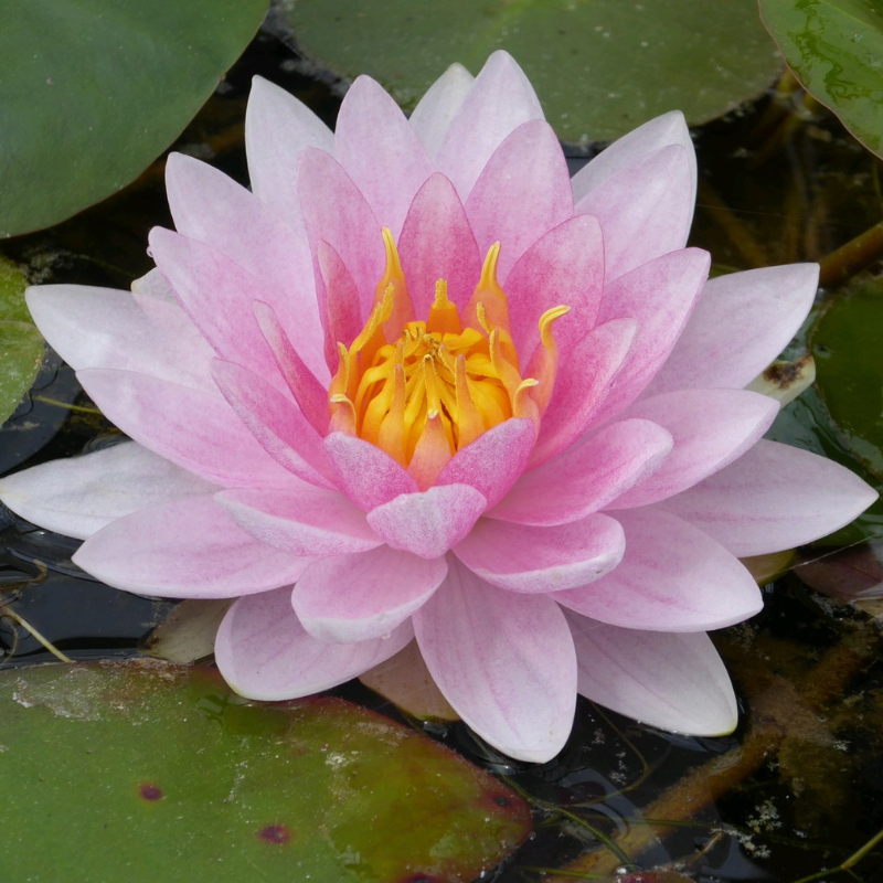 Nymphaea Mrs Richmond 3Ltr