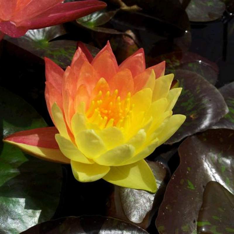 Nymphaea Wanvisa