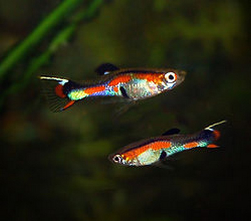 Assorted Male Endler Endler's Guppy