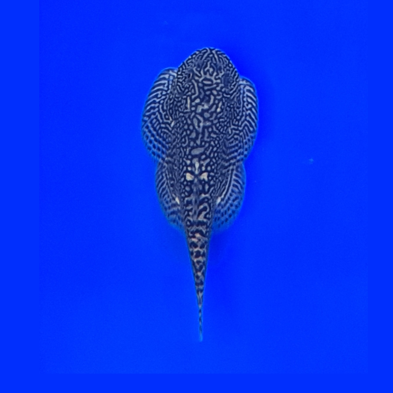 Butterfly Hillstream Loach