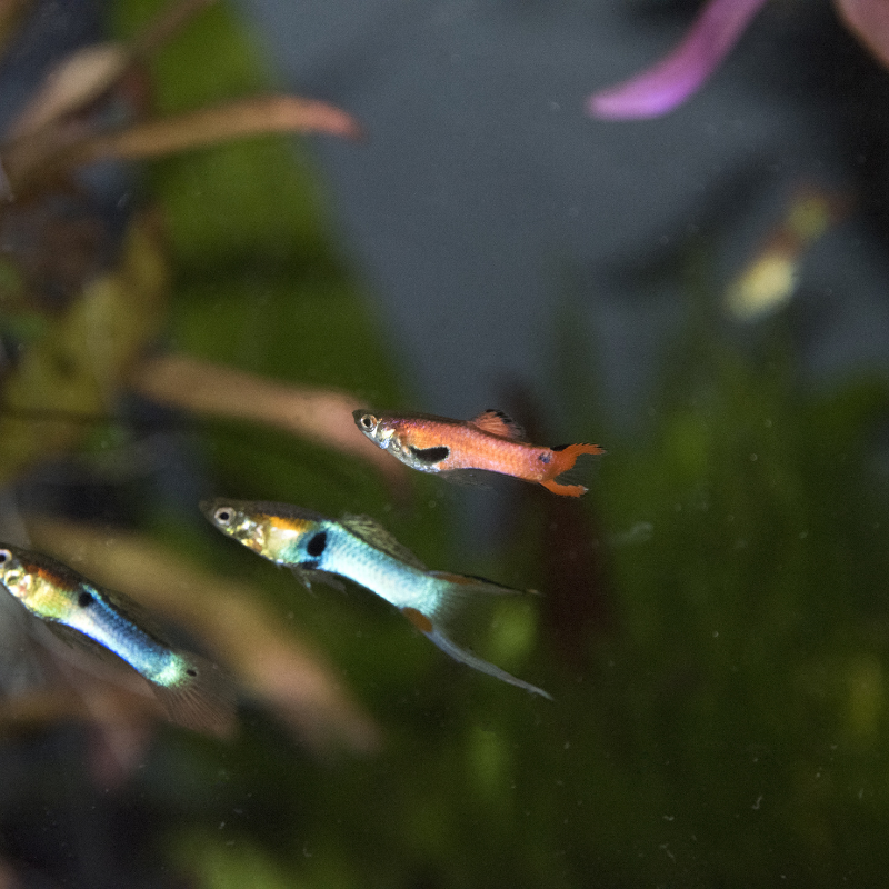 Assorted Male Endler Endler's Guppy