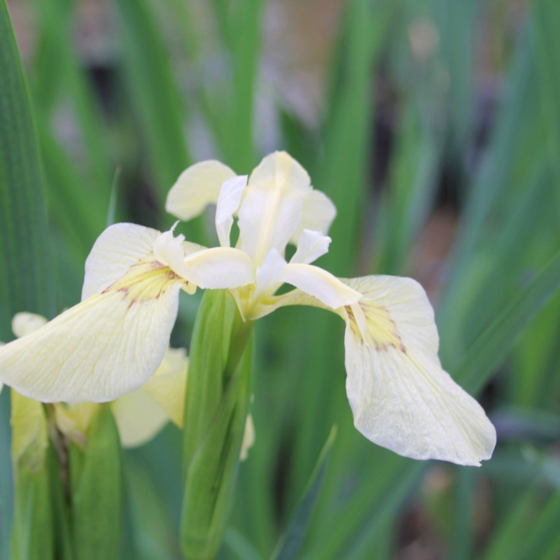Wildlife Pond Plant Collection Bundle
