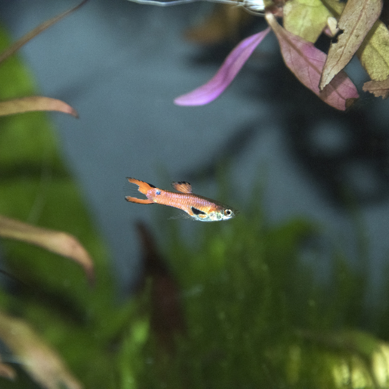 Assorted Male Endler Endler's Guppy