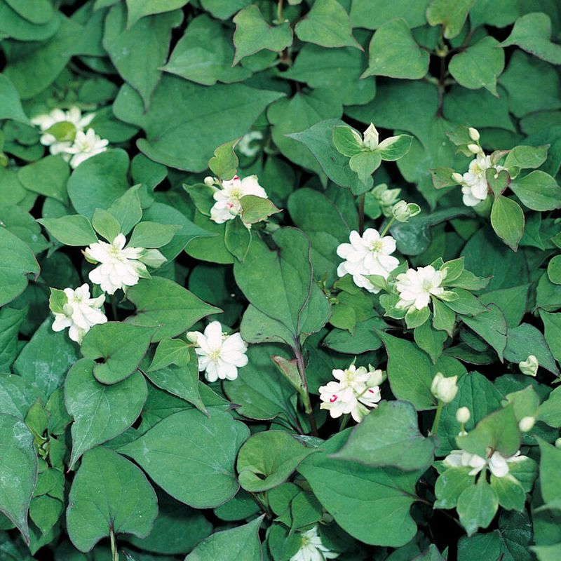Houttuynia Cordata 'Plena' Orange Peel 9cm Pond Plant