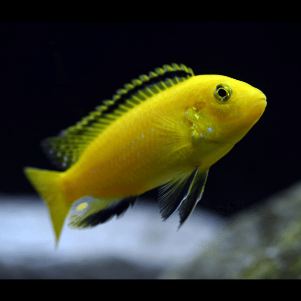Labidochromis Caeruleus Yellow Malawi African Cichlid Small 2 Inches - Real Aquatics