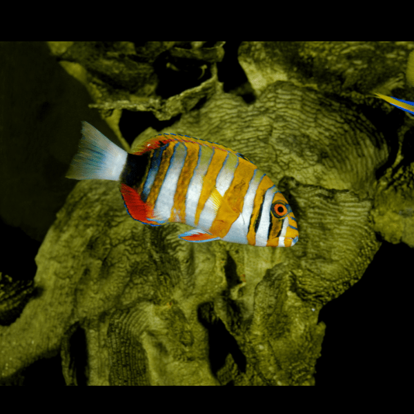 Harlequin Tusk Australian Hog Fish Choerodon Fasciatus - Real Aquatics