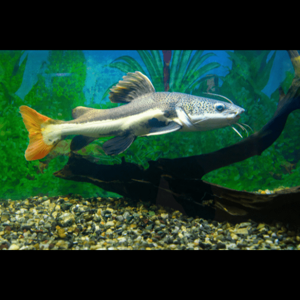 Red Tail Catfish Phractocephalus Hemioliopterus 5cm - Real Aquatics