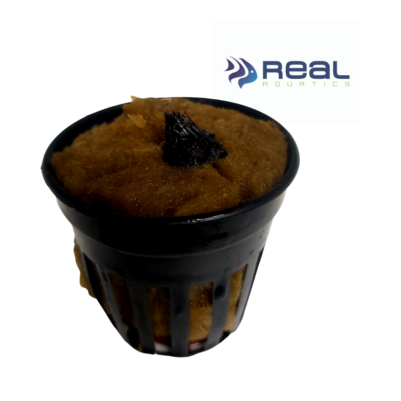 Red Tiger Lotus plant