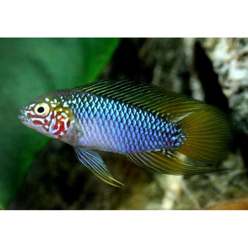 Umbrella Cichlid
