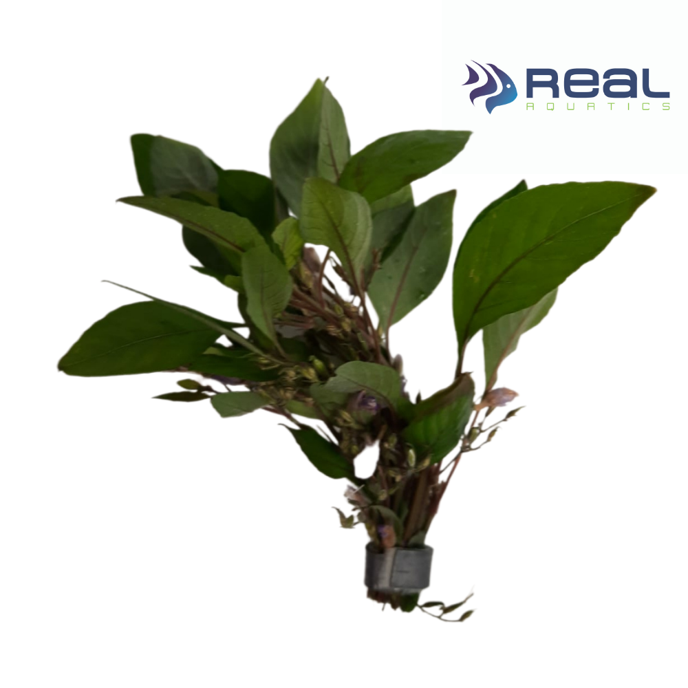 Hygrophila Corymbosa Live Plant Bunched