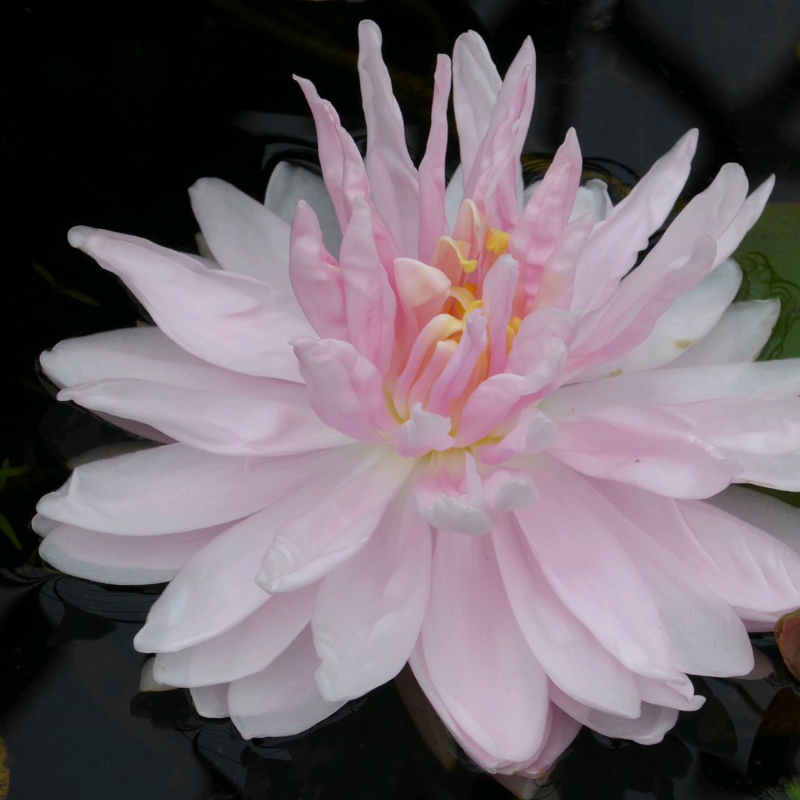 Nymphaea Gloire Temple Sur Lot Water Lily