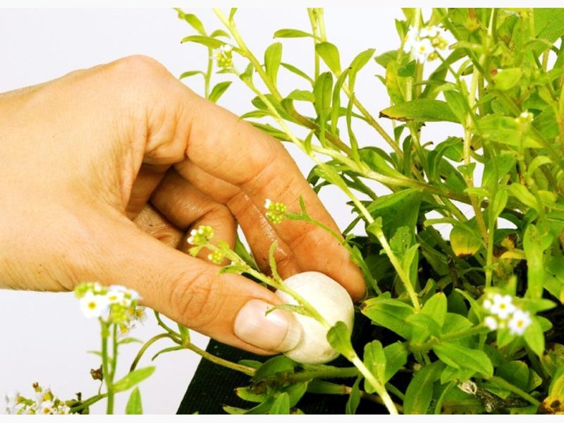 Velda Growth Balls XL for Pond Plants x 55 balls