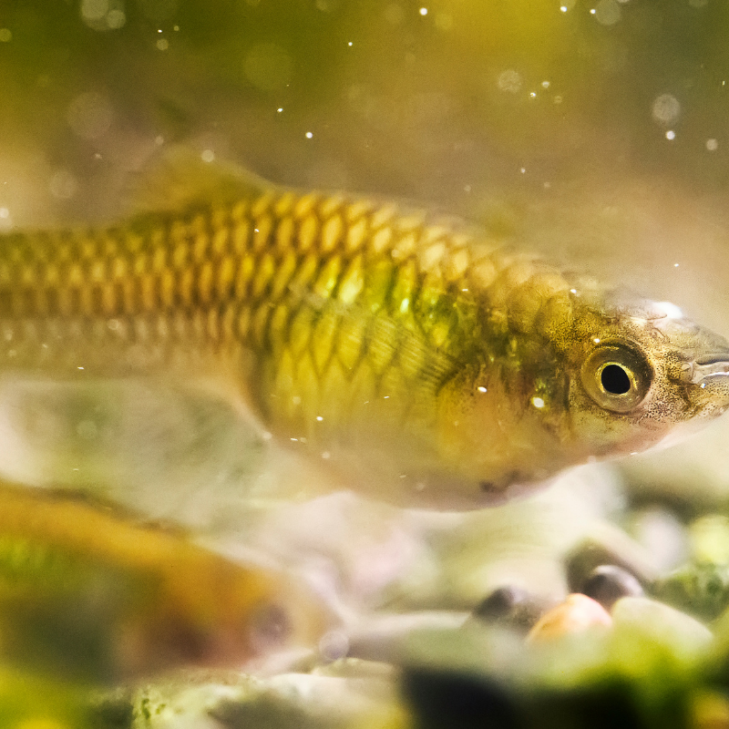 Female Endler Endler's Guppy
