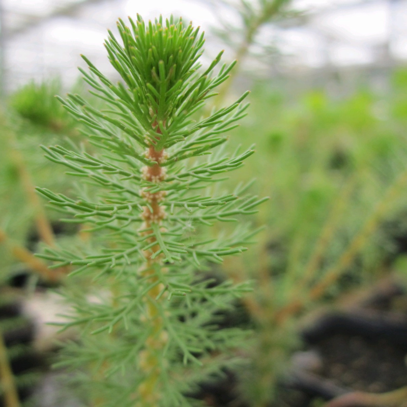 Myriophyllum Crispatum Upright Water Milfoil