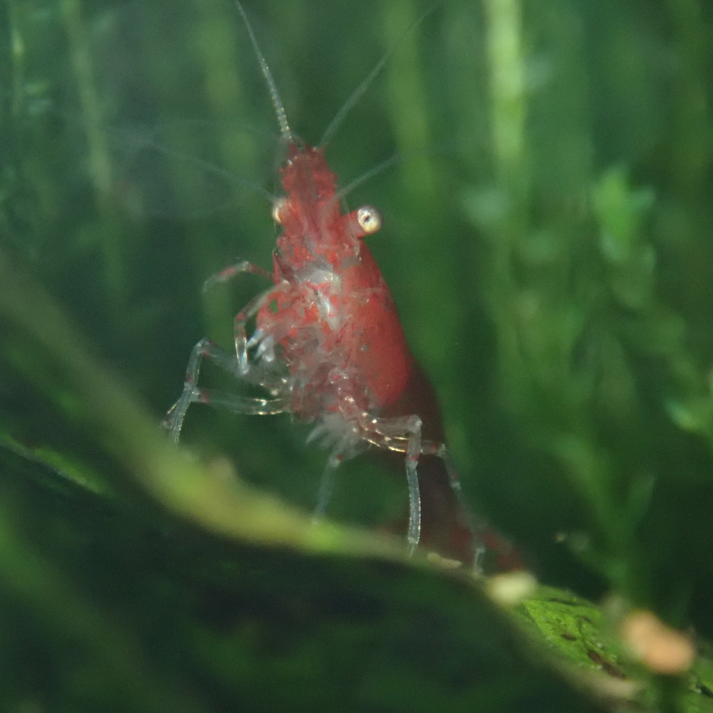 Cherry Shrimp Red