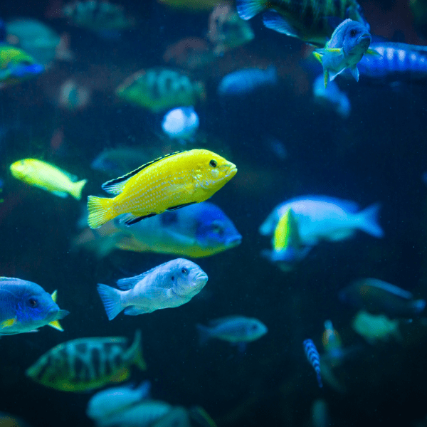 Labidochromis Caeruleus Yellow Malawi African Cichlid Small 2 Inches - Real Aquatics