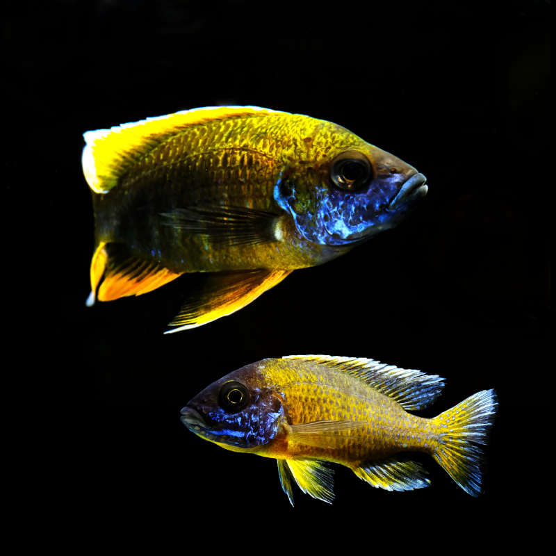 Yellow Peacock Cichlid