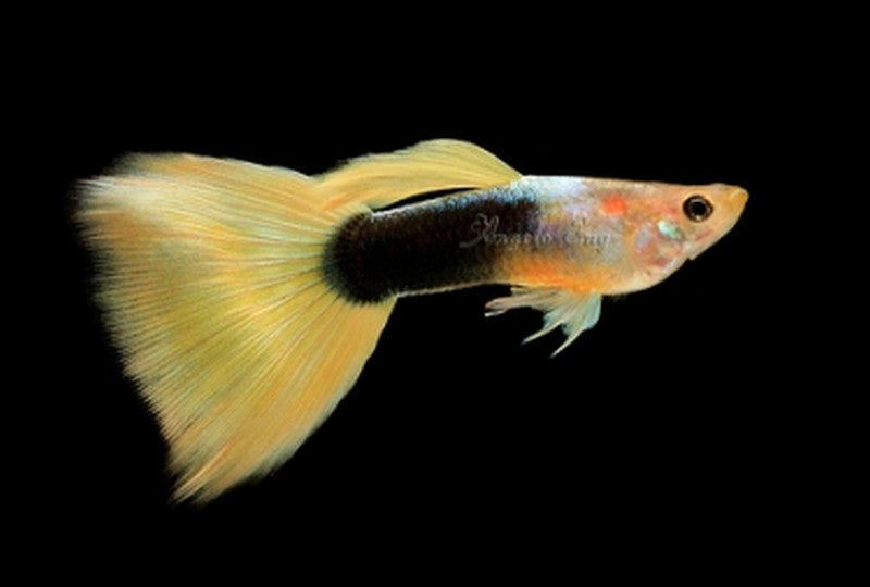 Golden Tuxedo Male Guppy