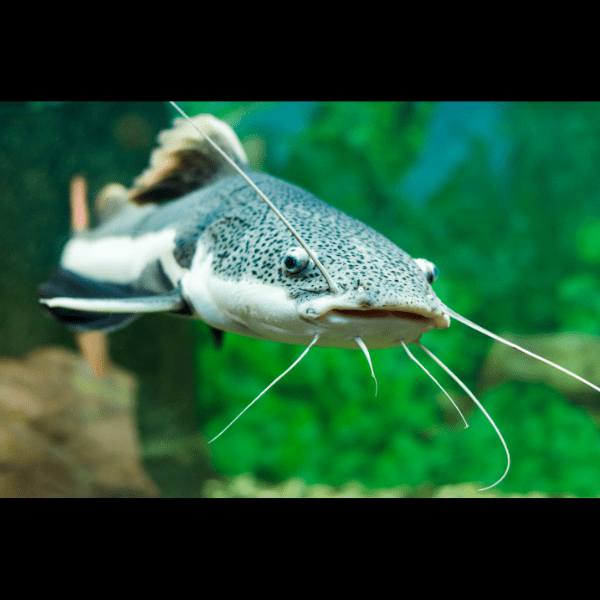 Red Tail Catfish Phractocephalus Hemioliopterus 5cm - Real Aquatics