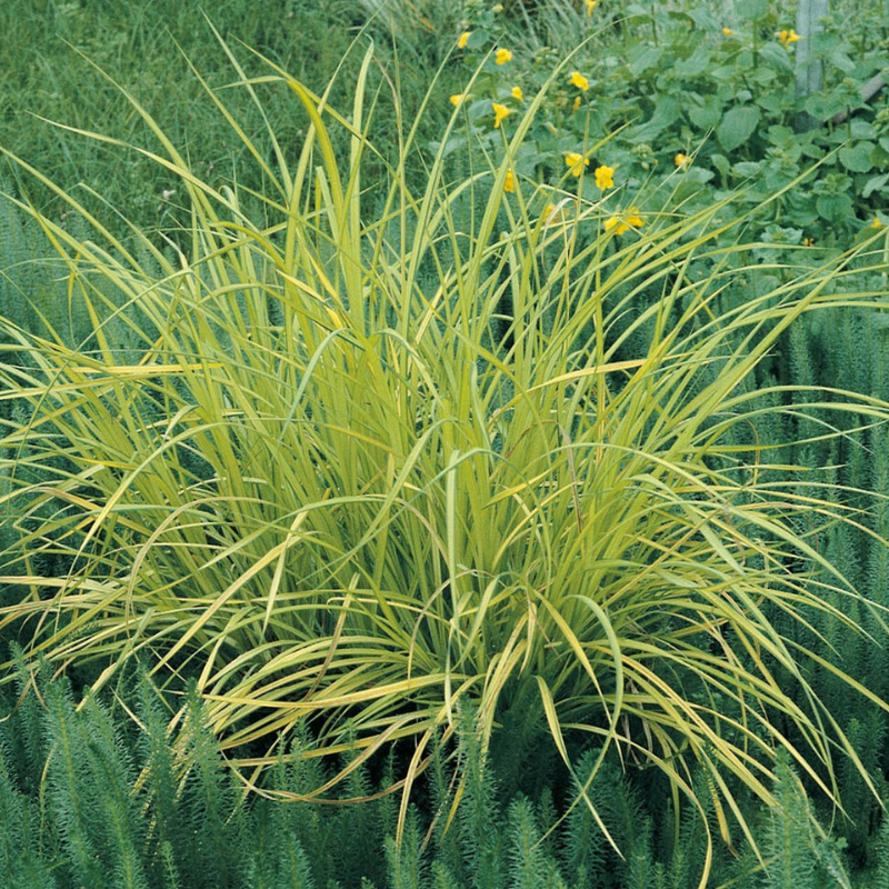 Carex Riparia Greater Pond Sedge