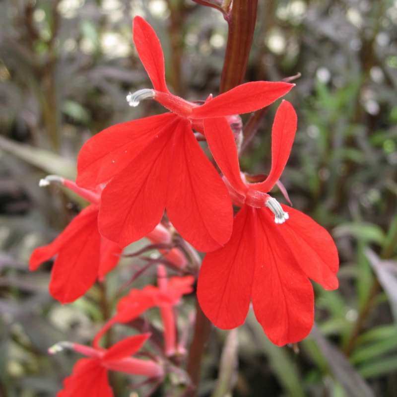 Lobelia Fulgens Queen Victoria