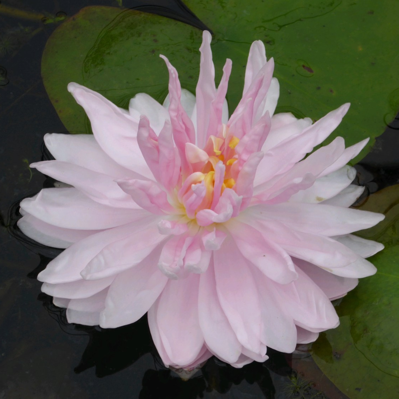 Nymphaea Gloire Temple Sur Lot Water Lily