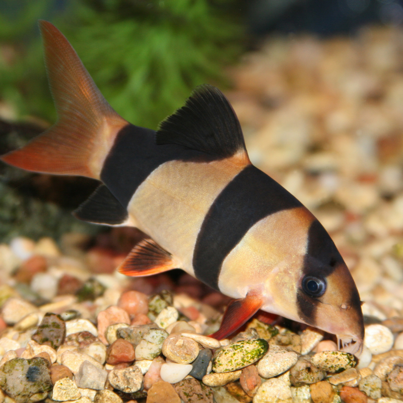 Clown Loach Small 2-3"