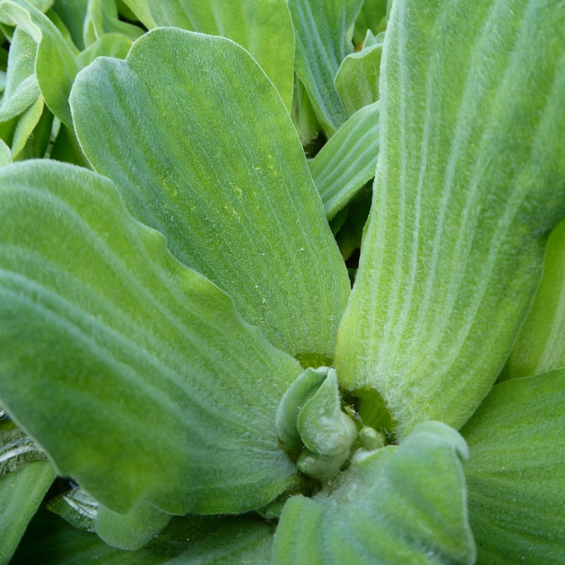 Water lettuce Pistia Stratiotes Floating Pond Plant